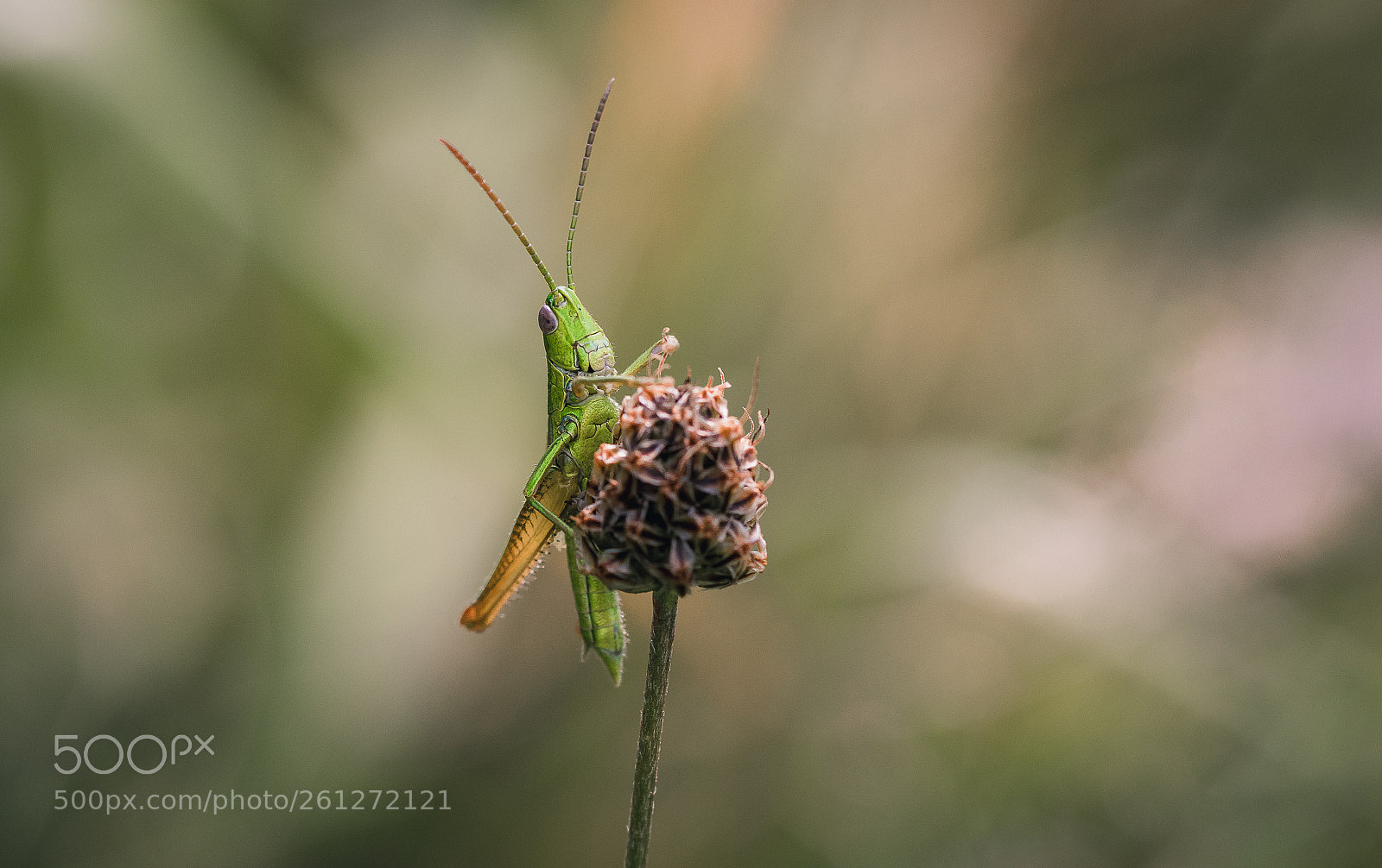 Canon EOS 77D (EOS 9000D / EOS 770D) sample photo. Grasshopper photography