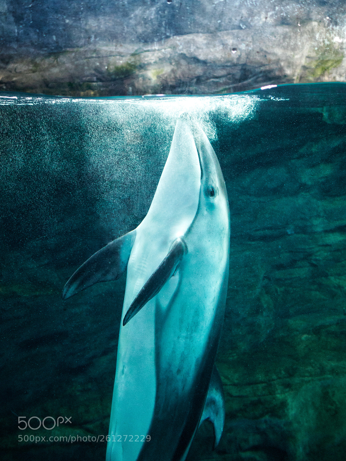 Olympus OM-D E-M5 II sample photo. Osaka aquarium photography
