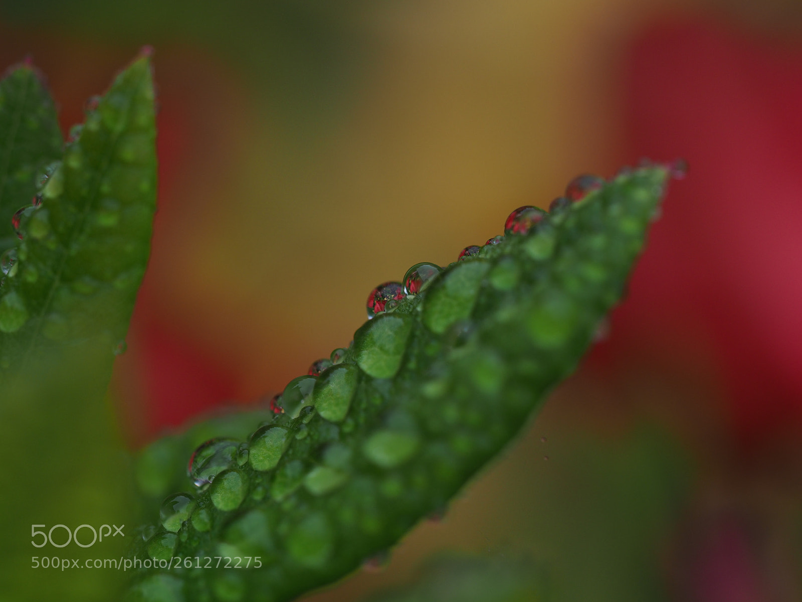 Olympus OM-D E-M1 Mark II sample photo. Reflective raindrops photography