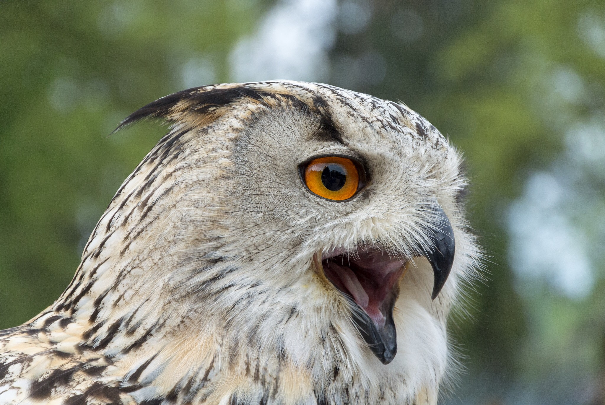 Nikon 1 V1 sample photo. Bird photography