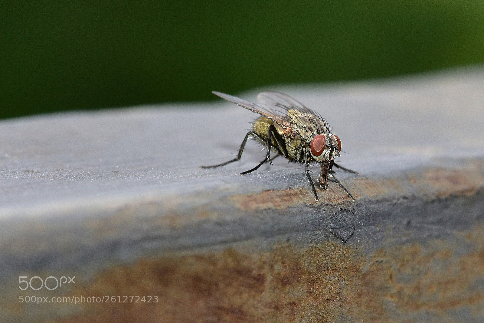 Nikon D750 sample photo. Domestic fly tasting rusty photography