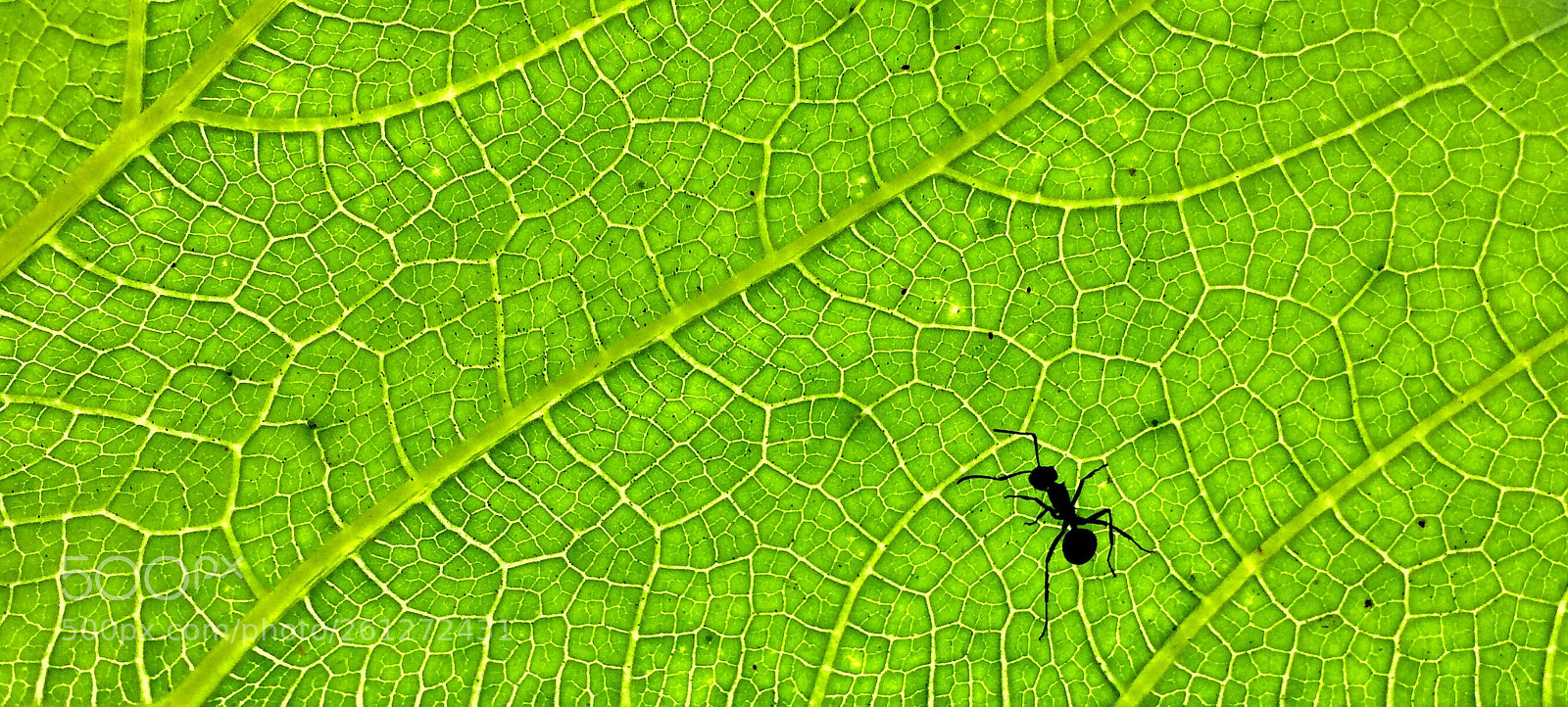 Apple iPhone 5s sample photo. Lil’ant !!! photography