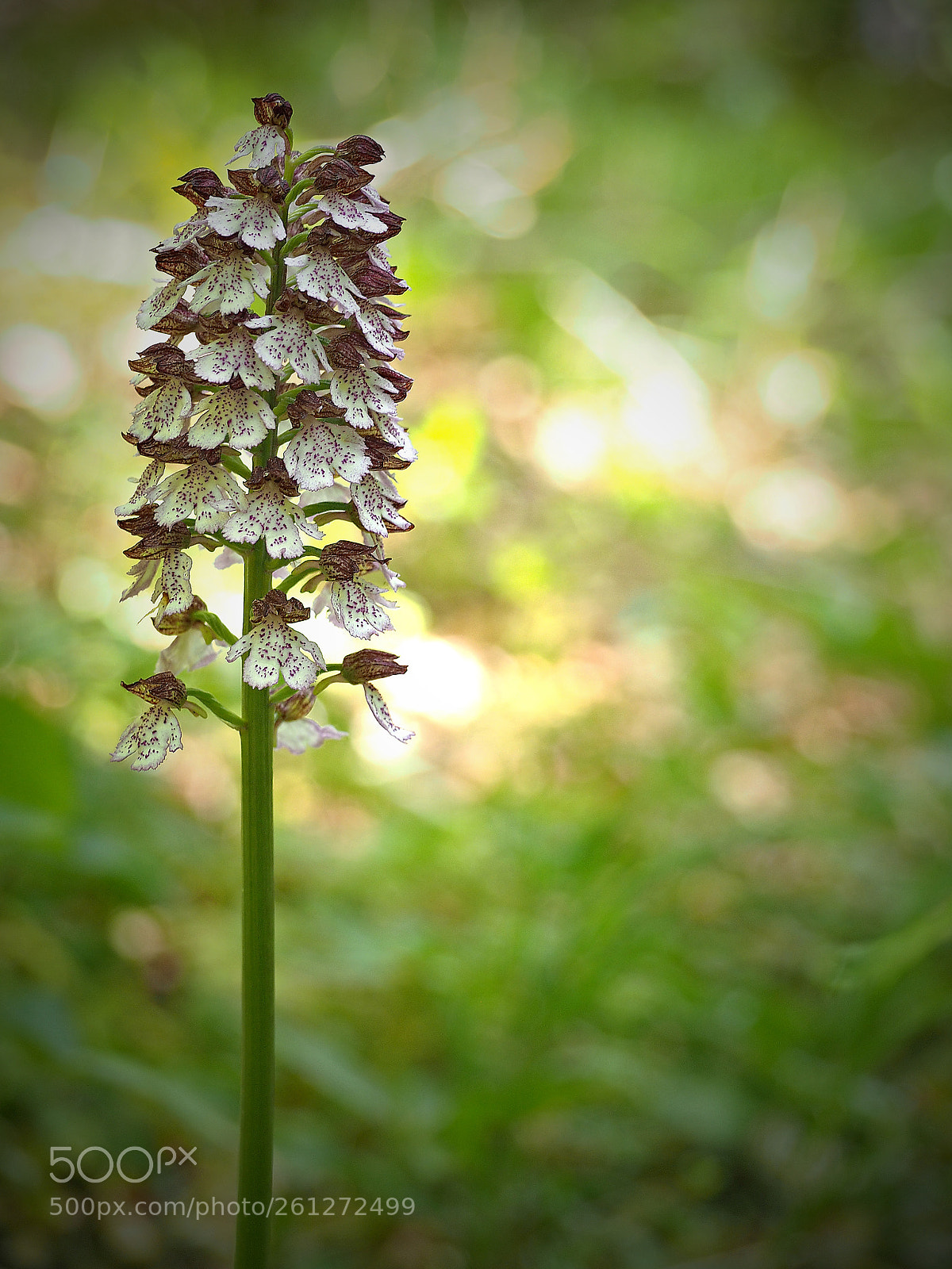 Olympus OM-D E-M10 sample photo. Purpur-knabenkraut (orchis purpurea) photography