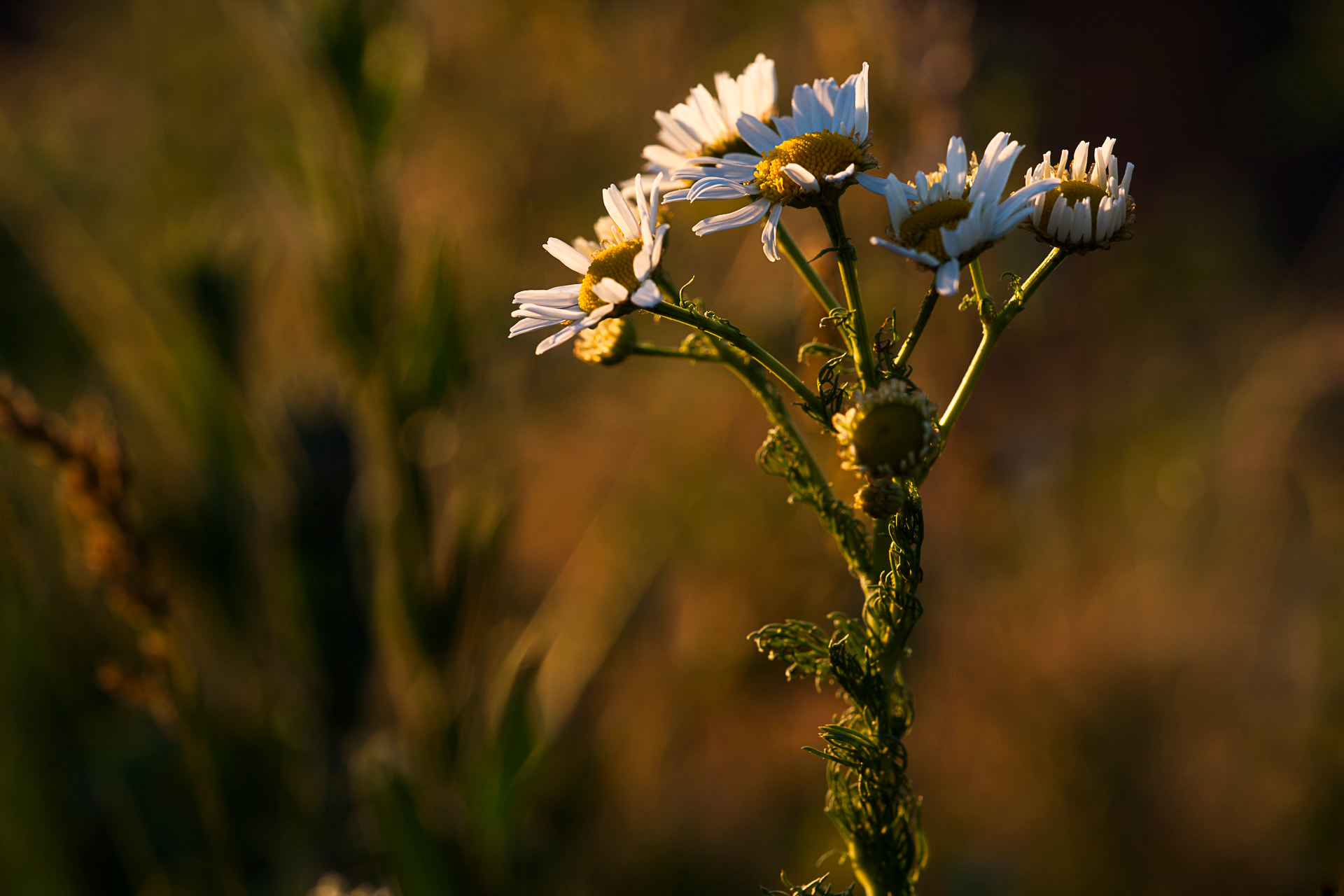 Canon EOS-1Ds Mark III sample photo. Daisy in sunset photography