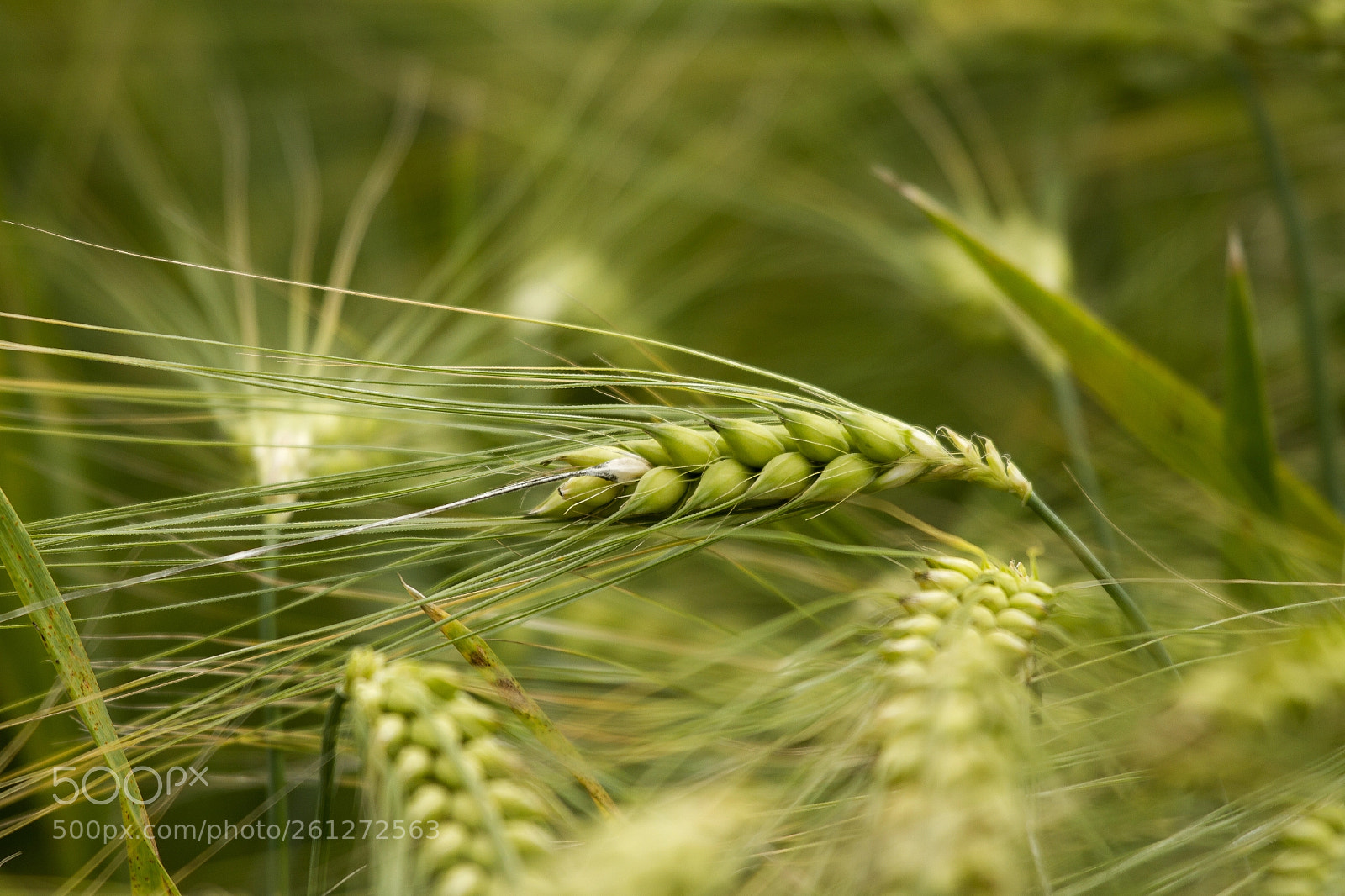 Canon EOS 7D sample photo. Wheat photography