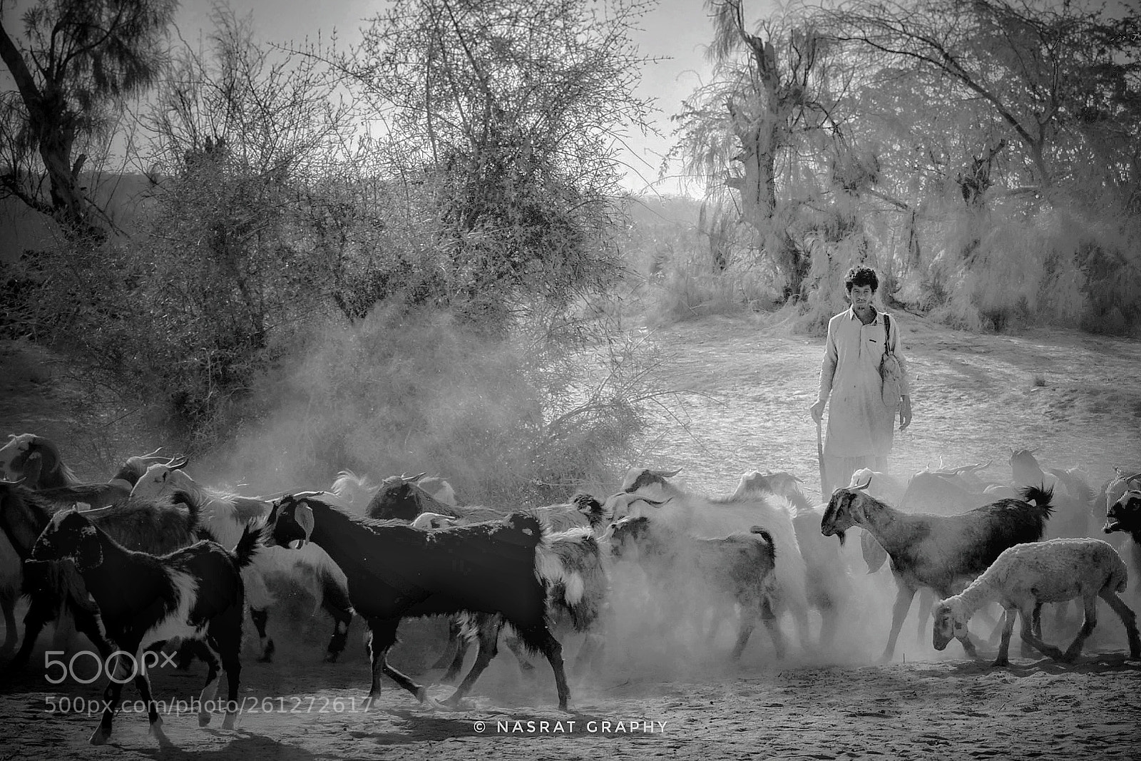 Nikon D3300 sample photo. The shepherd with its photography