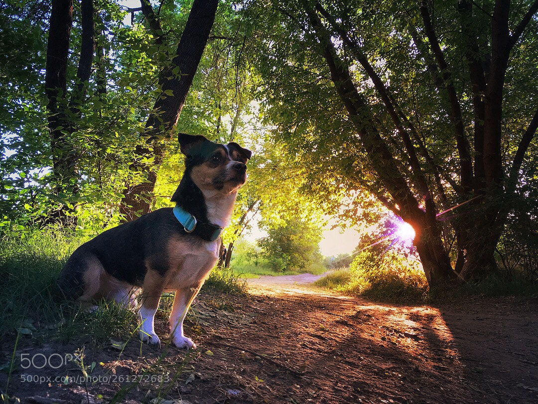 Apple iPhone 7 Plus sample photo. Dogs chilling photography