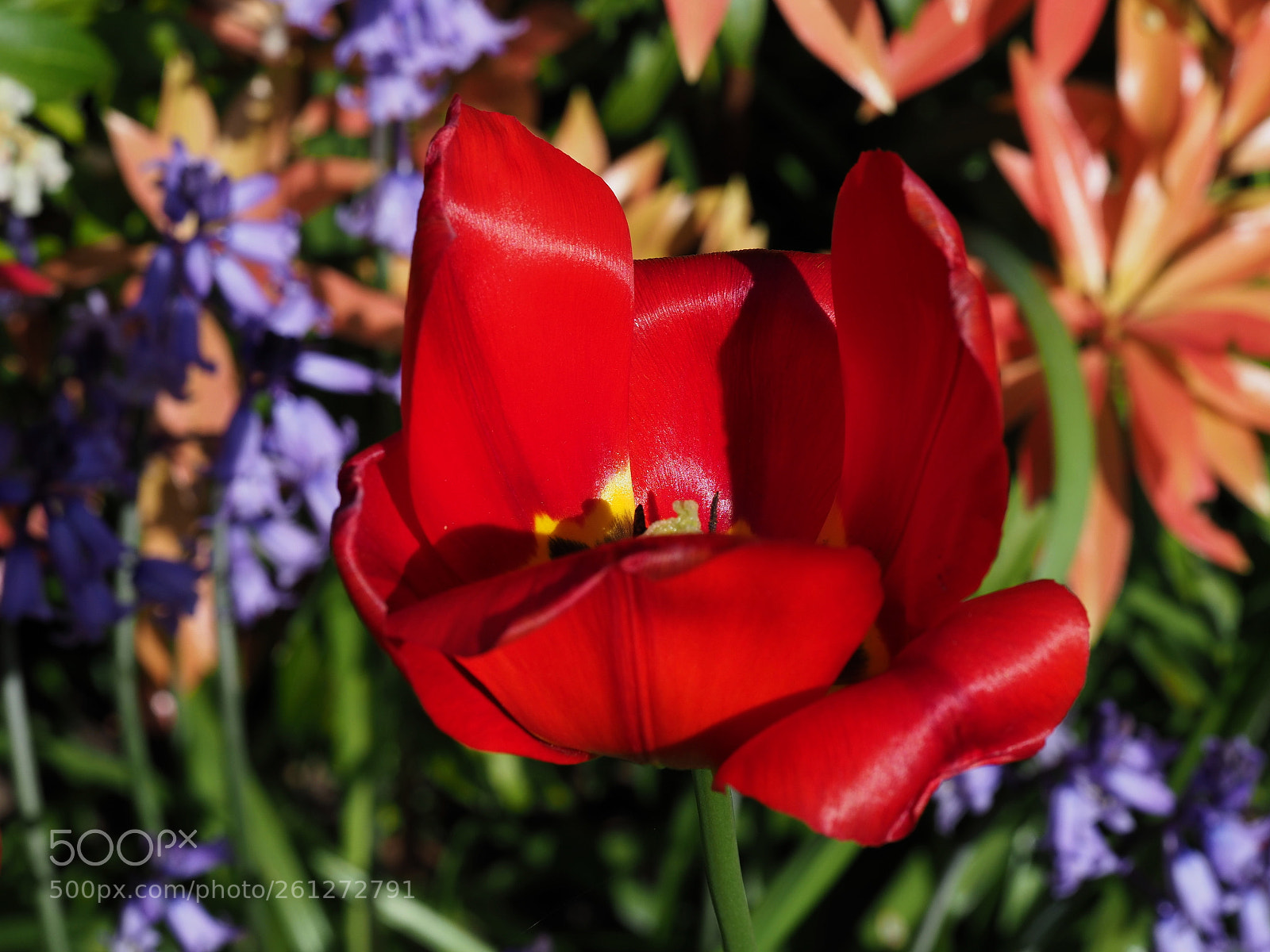 Olympus OM-D E-M1 Mark II sample photo. Tulip photography
