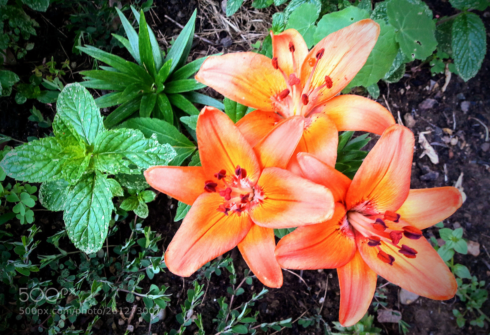Samsung Galaxy A5(2016) sample photo. Perfect number photography
