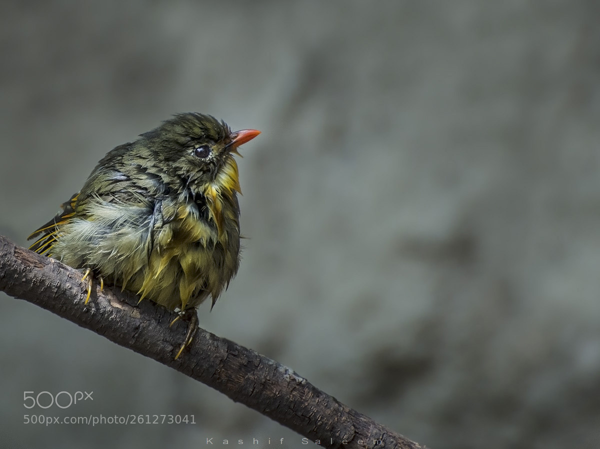 Nikon D7200 sample photo. Red-billed leiothrix photography