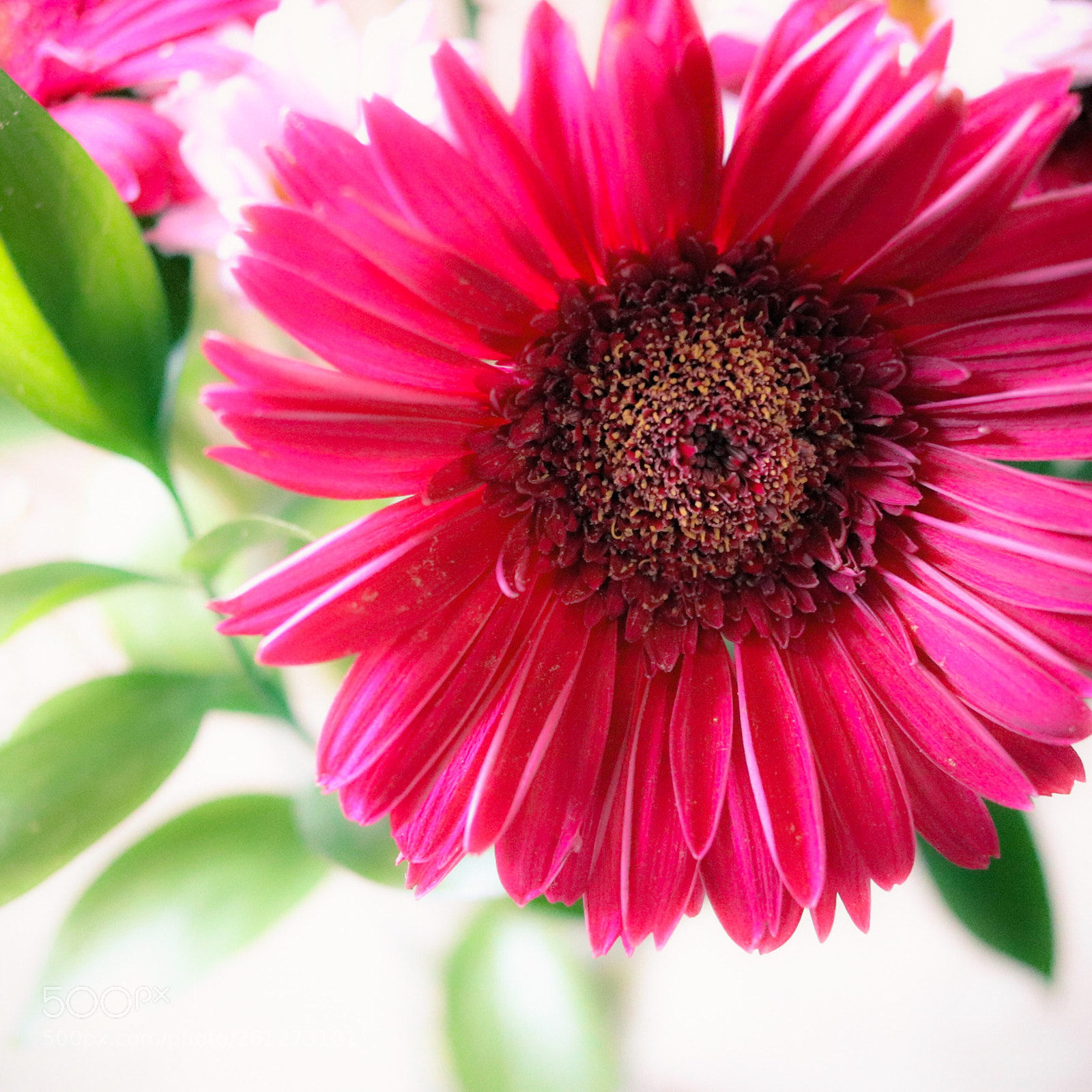 Canon EOS 77D (EOS 9000D / EOS 770D) sample photo. Simple bouquet photography