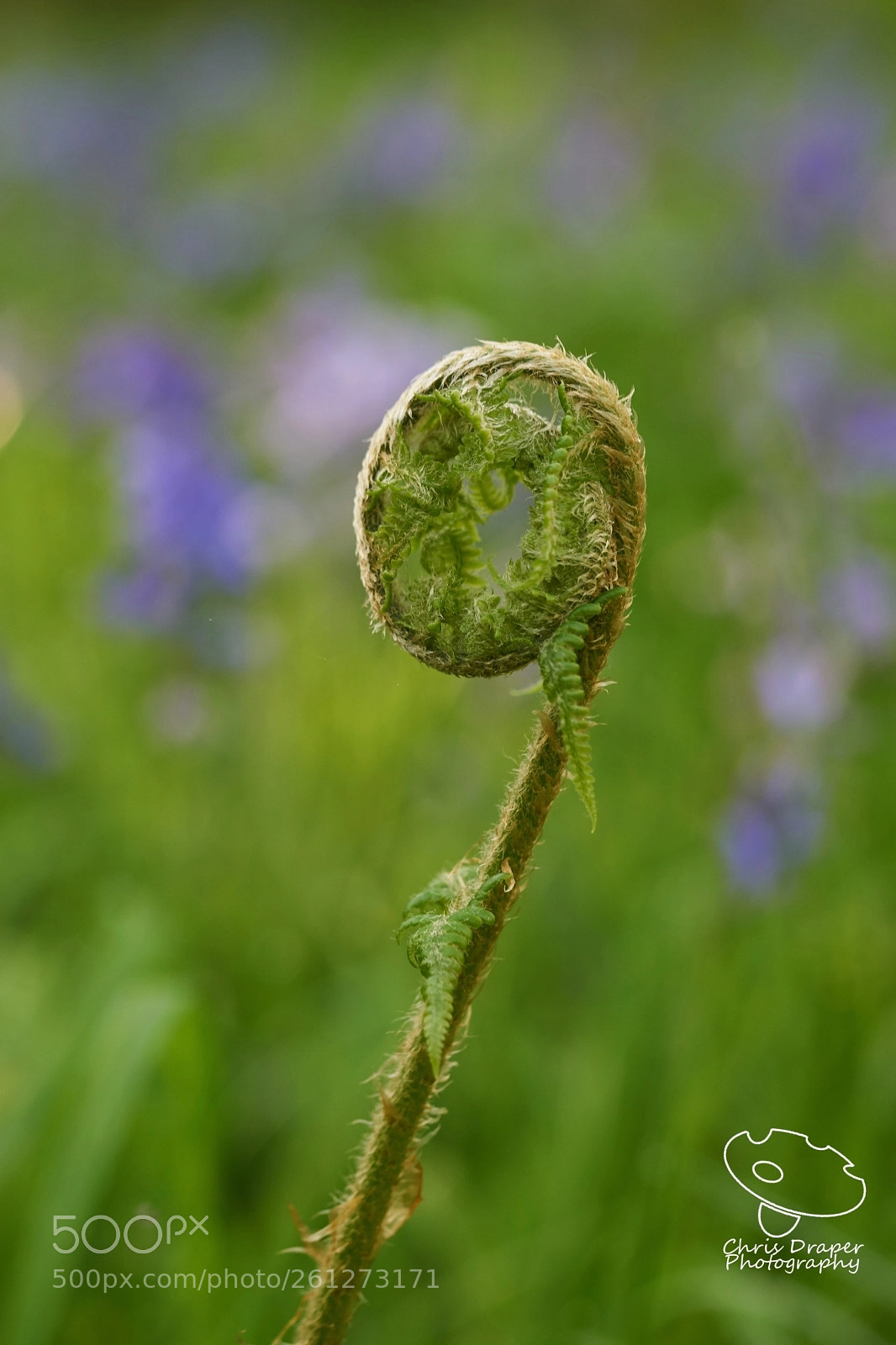 Sony ILCA-77M2 sample photo. Unfurling photography