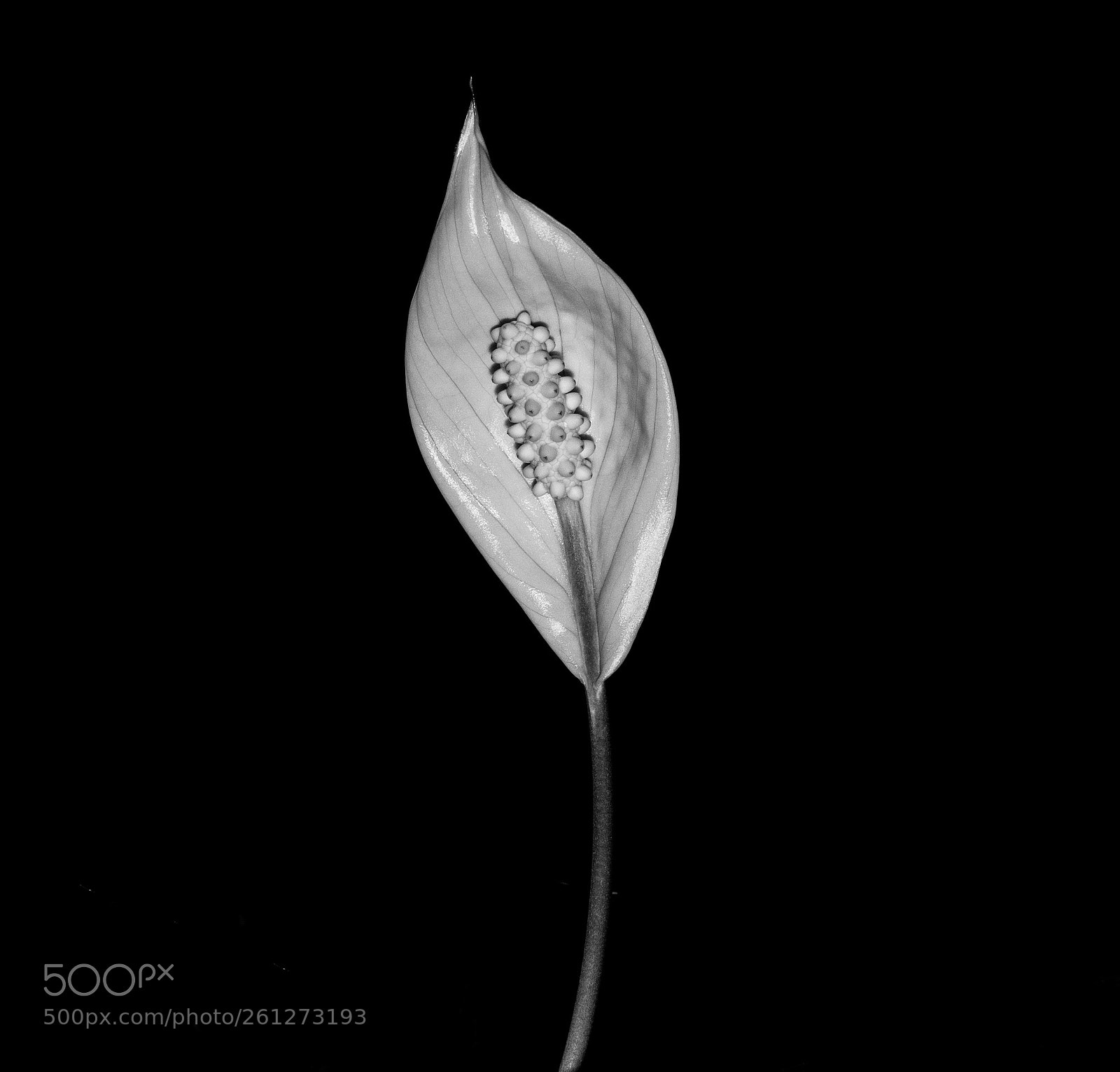 Canon EOS 5D Mark IV sample photo. Peace lily b&w photography