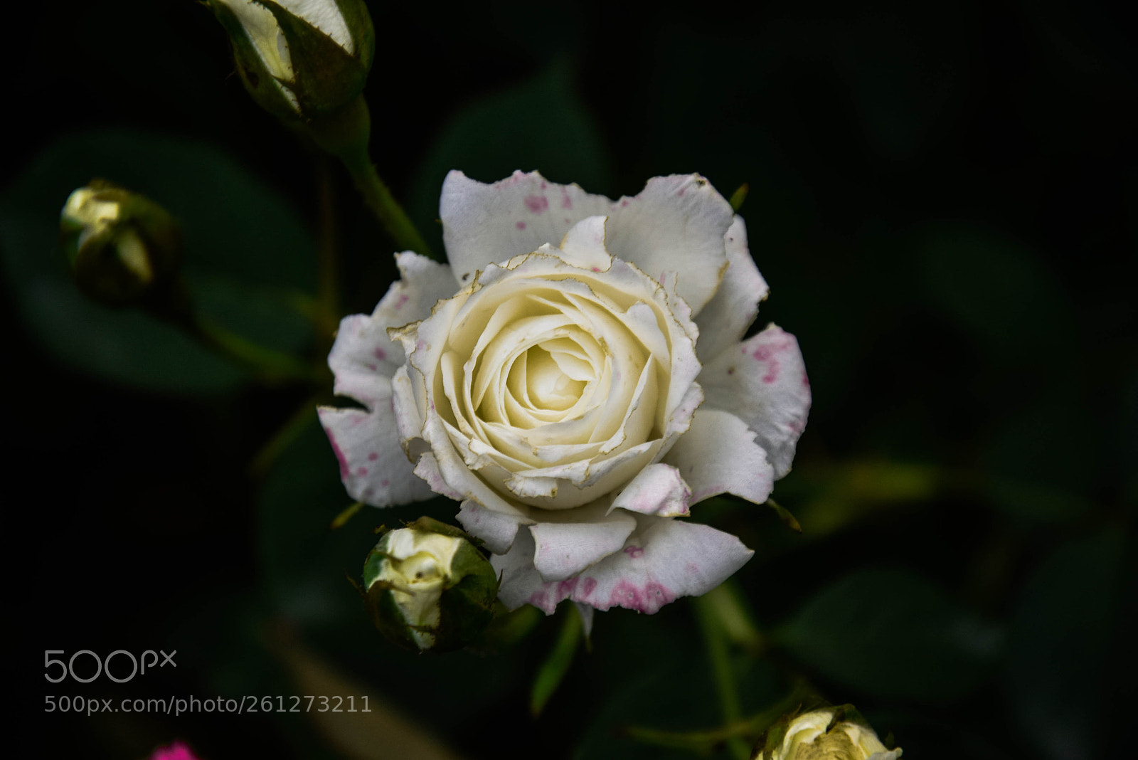 Nikon D5300 sample photo. White rose photography