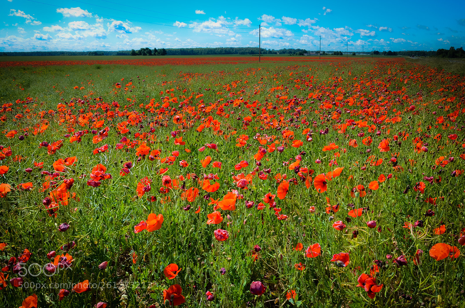 Nikon D5100 sample photo. Poppies bloom very quickly photography