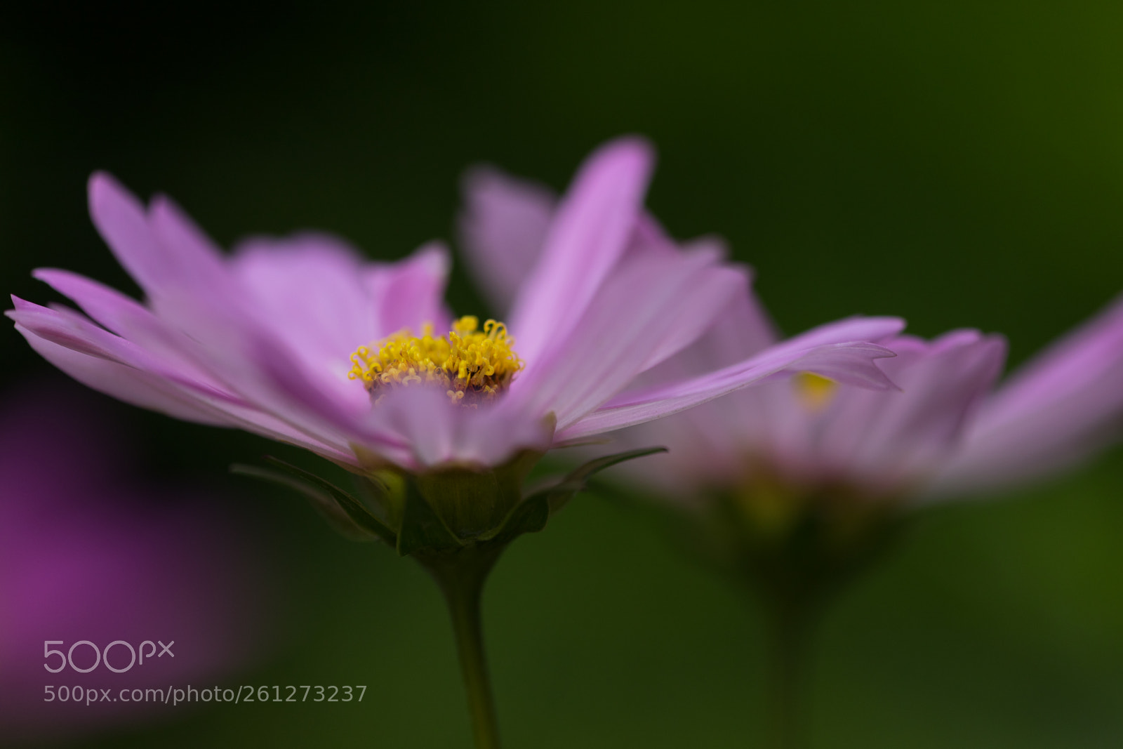 Canon EOS 5D Mark IV sample photo. So sweet photography