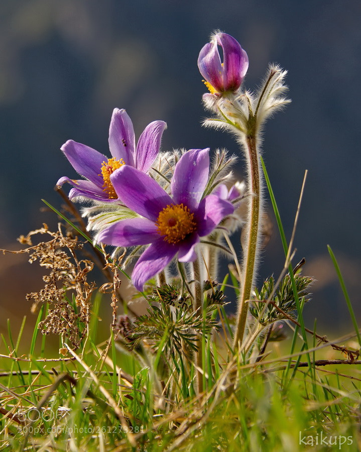 Nikon D750 sample photo. Spring flowers in the photography