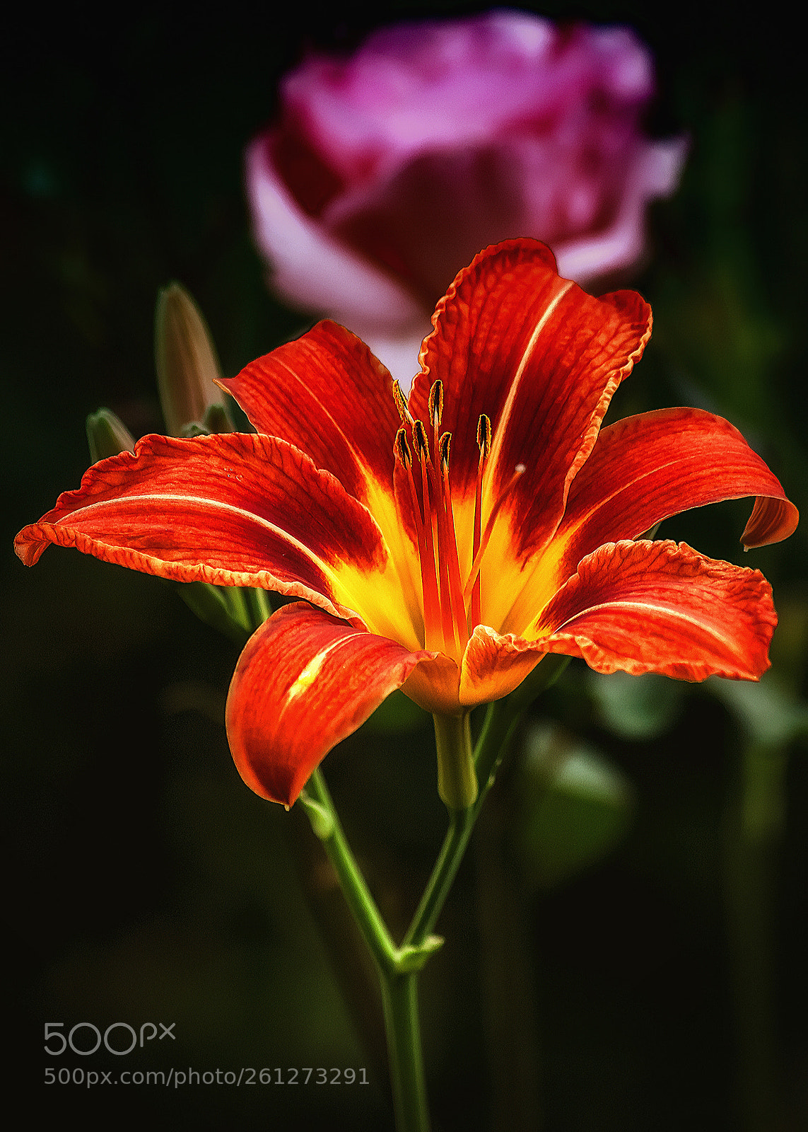 Canon EOS 450D (EOS Rebel XSi / EOS Kiss X2) sample photo. Daylily photography