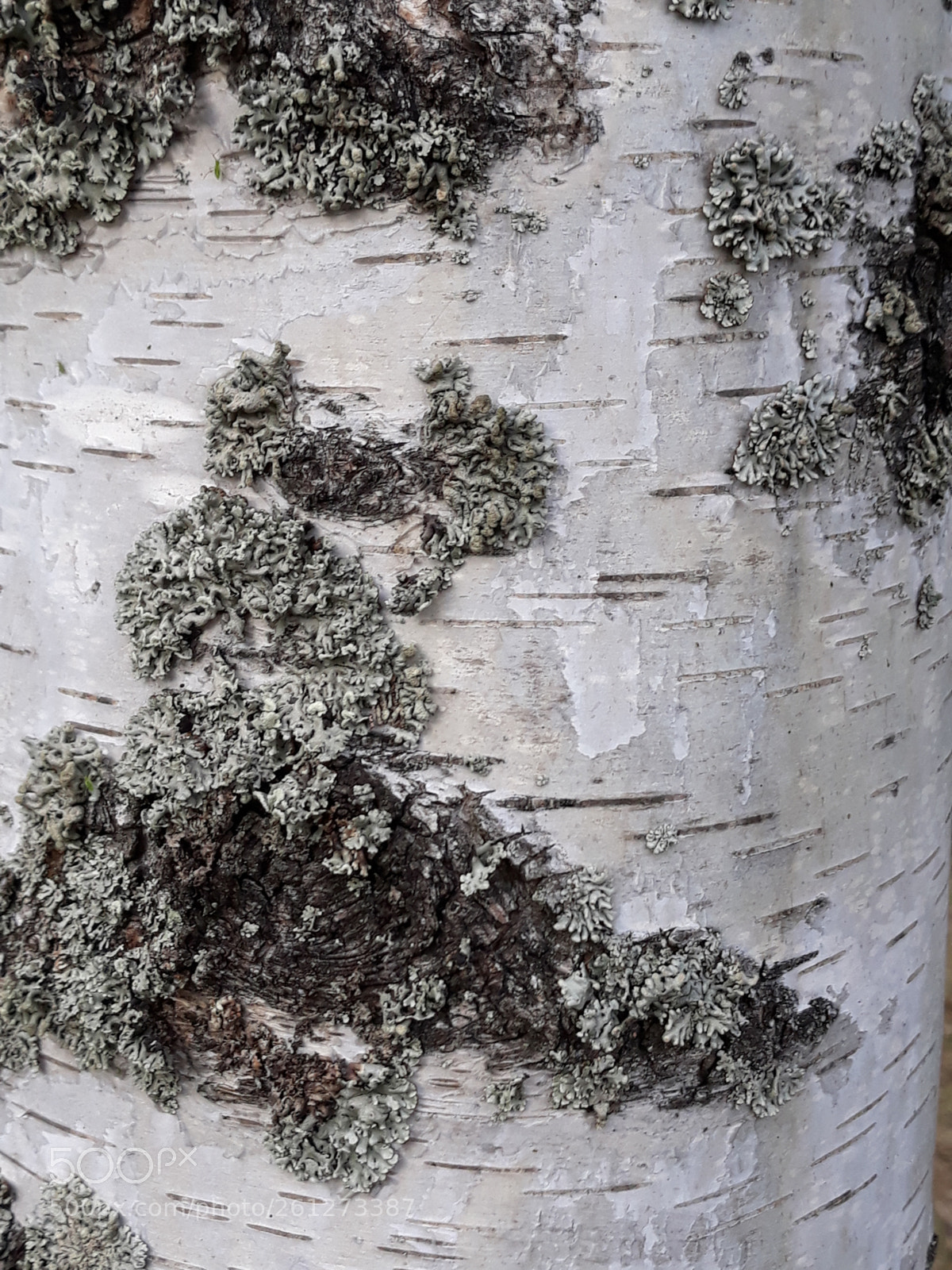 Samsung Galaxy J7 sample photo. Birch tree photography