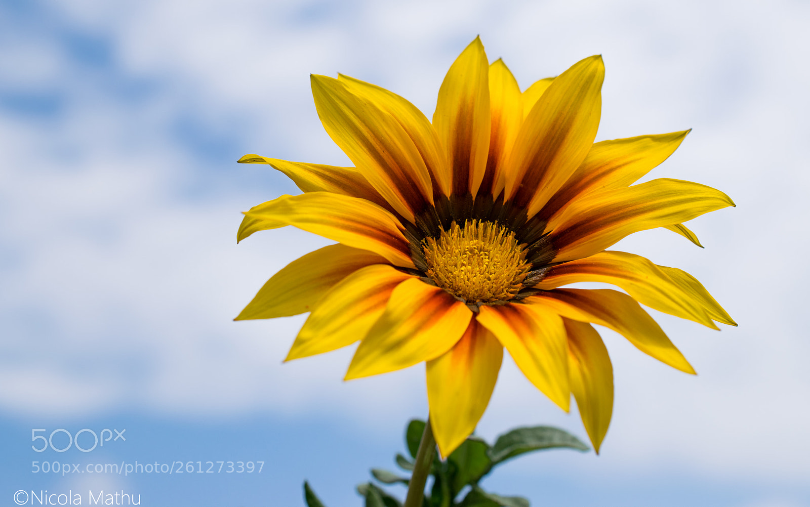Nikon D5300 sample photo. Gazania rigens photography