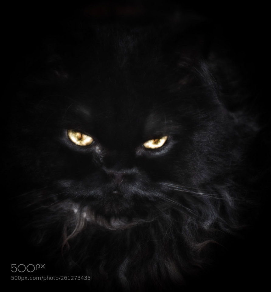 Nikon D7200 sample photo. Pussy cat photography