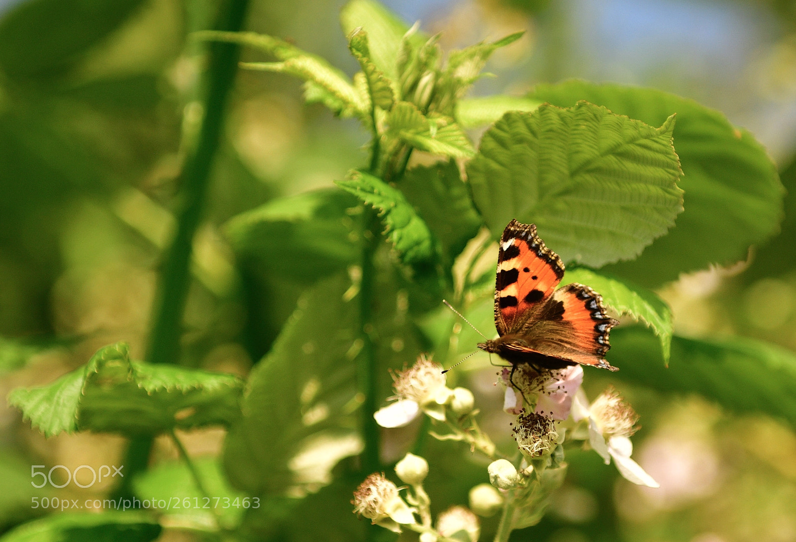 Nikon D850 sample photo. Small tortoiseshell -kleiner fuchs photography