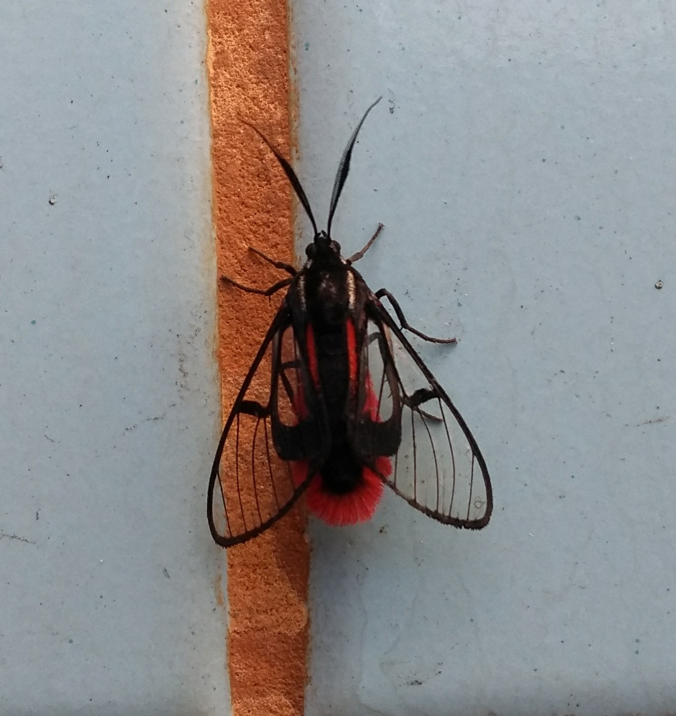 Motorola Moto G (5th Gen) sample photo