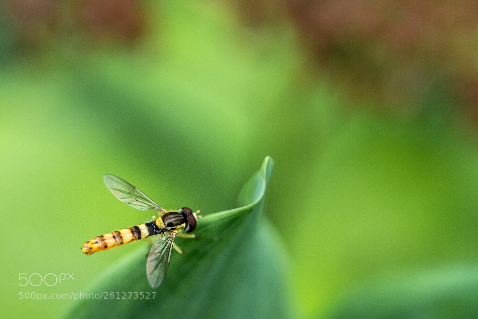 Canon EOS 6D Mark II sample photo. Syrphe du jardin photography