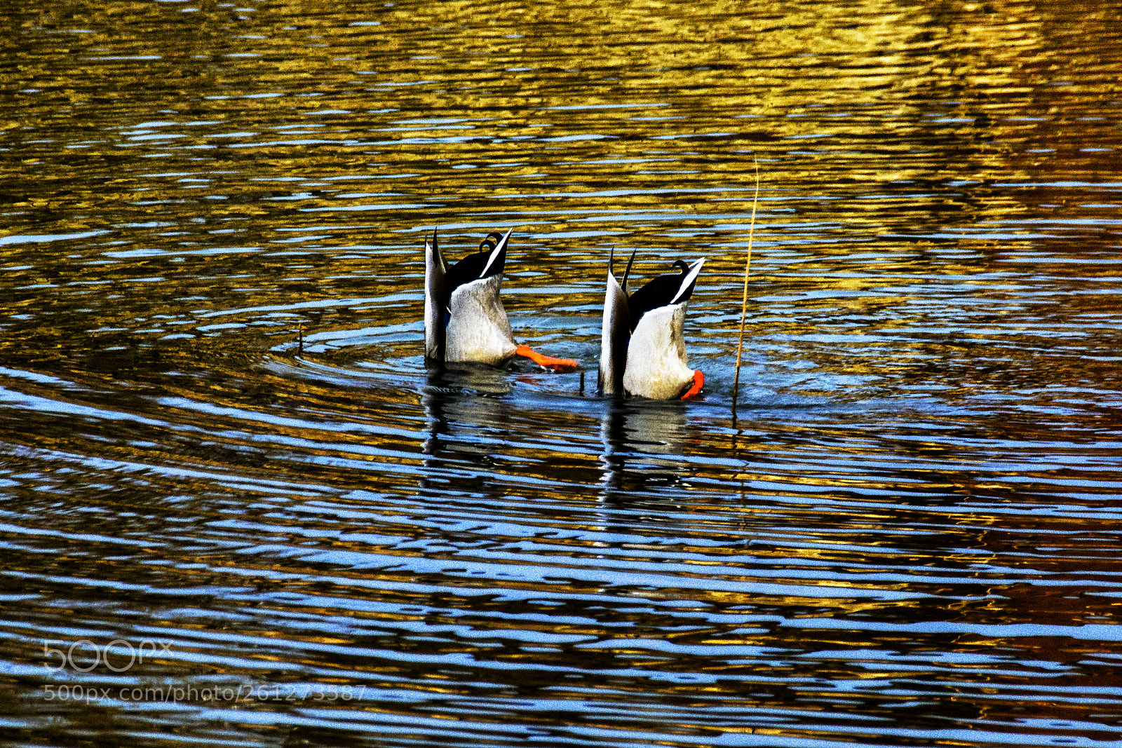 Nikon D5200 sample photo. Синхронное плаванье photography