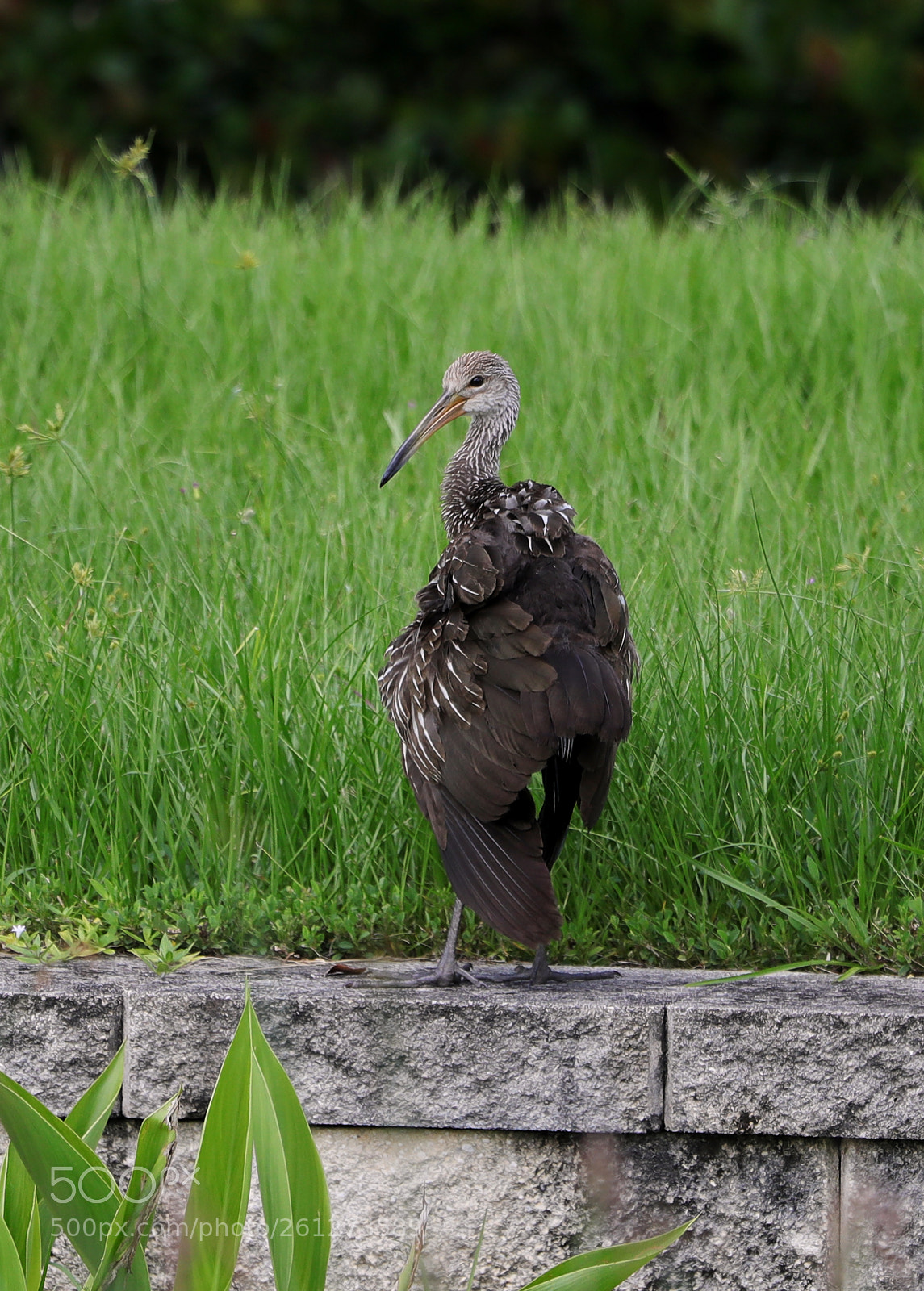 Canon EOS-1D X Mark II sample photo. 06-07-18-0021595.jpg photography