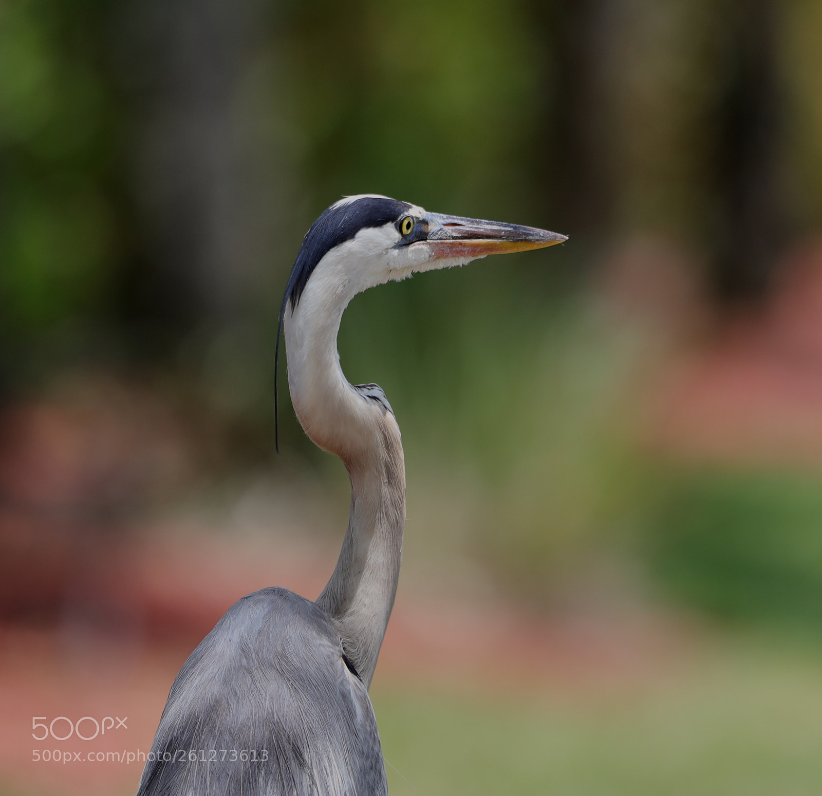 Canon EOS-1D X Mark II sample photo. 06-07-18-0021592.jpg photography