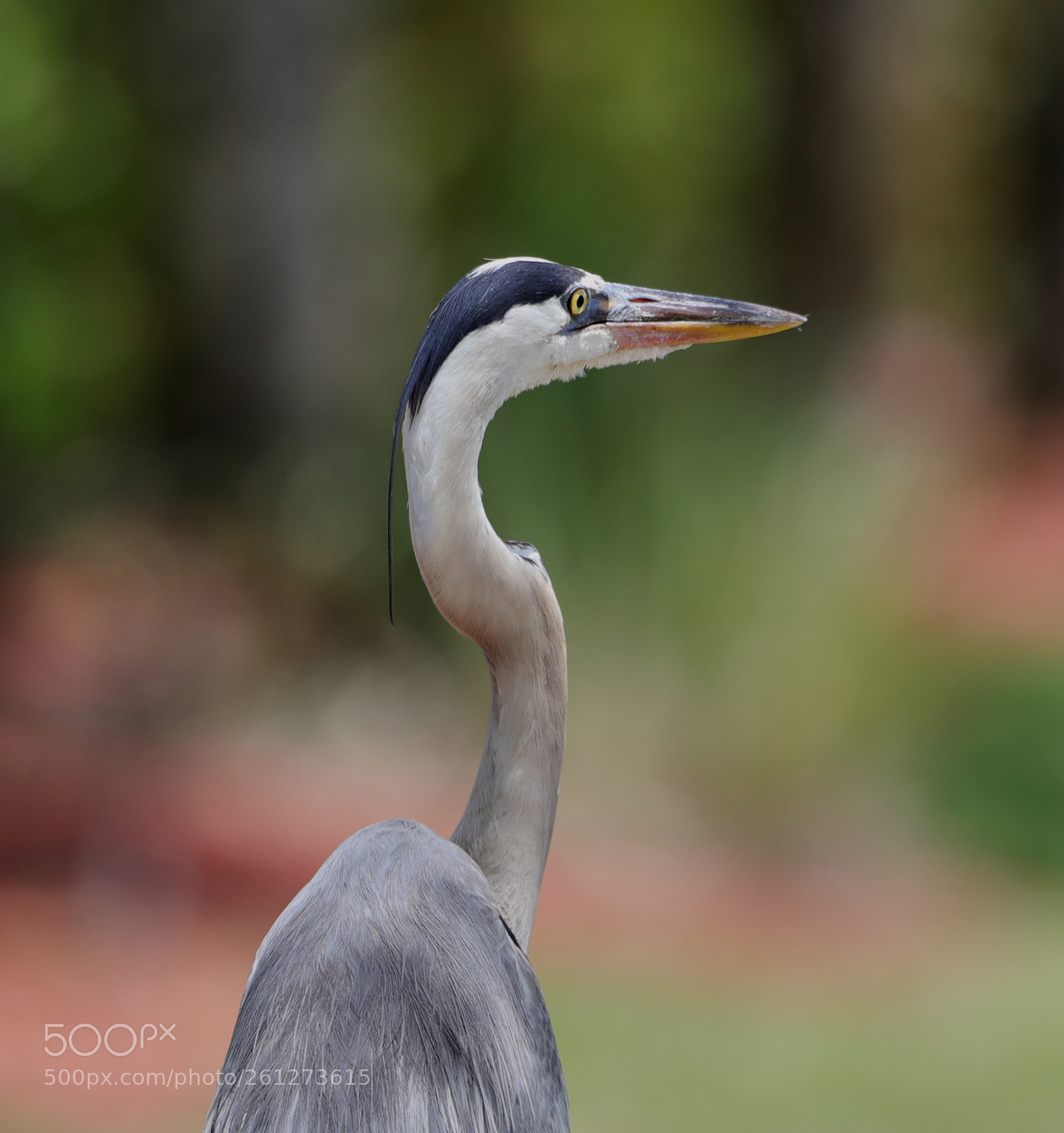 Canon EOS-1D X Mark II sample photo. 06-07-18-0021593.jpg photography