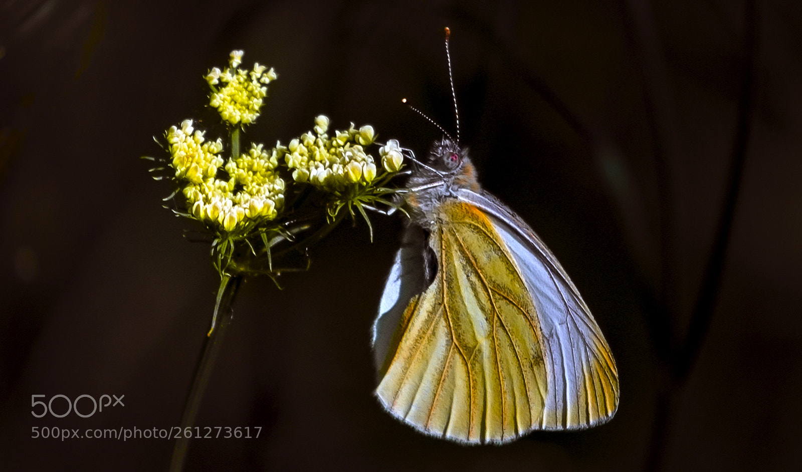Nikon D610 sample photo. Mariposa photography