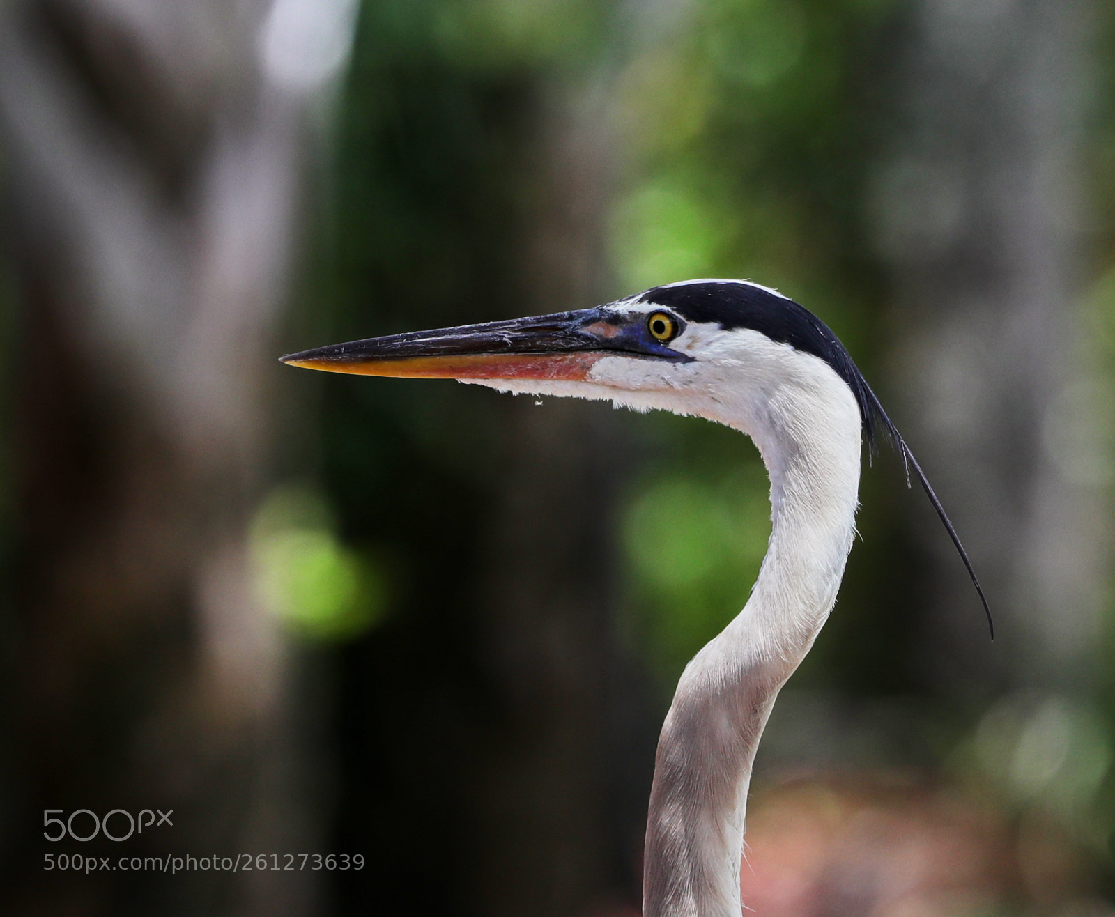 Canon EOS-1D X Mark II sample photo. 06-07-18-0021589.jpg photography