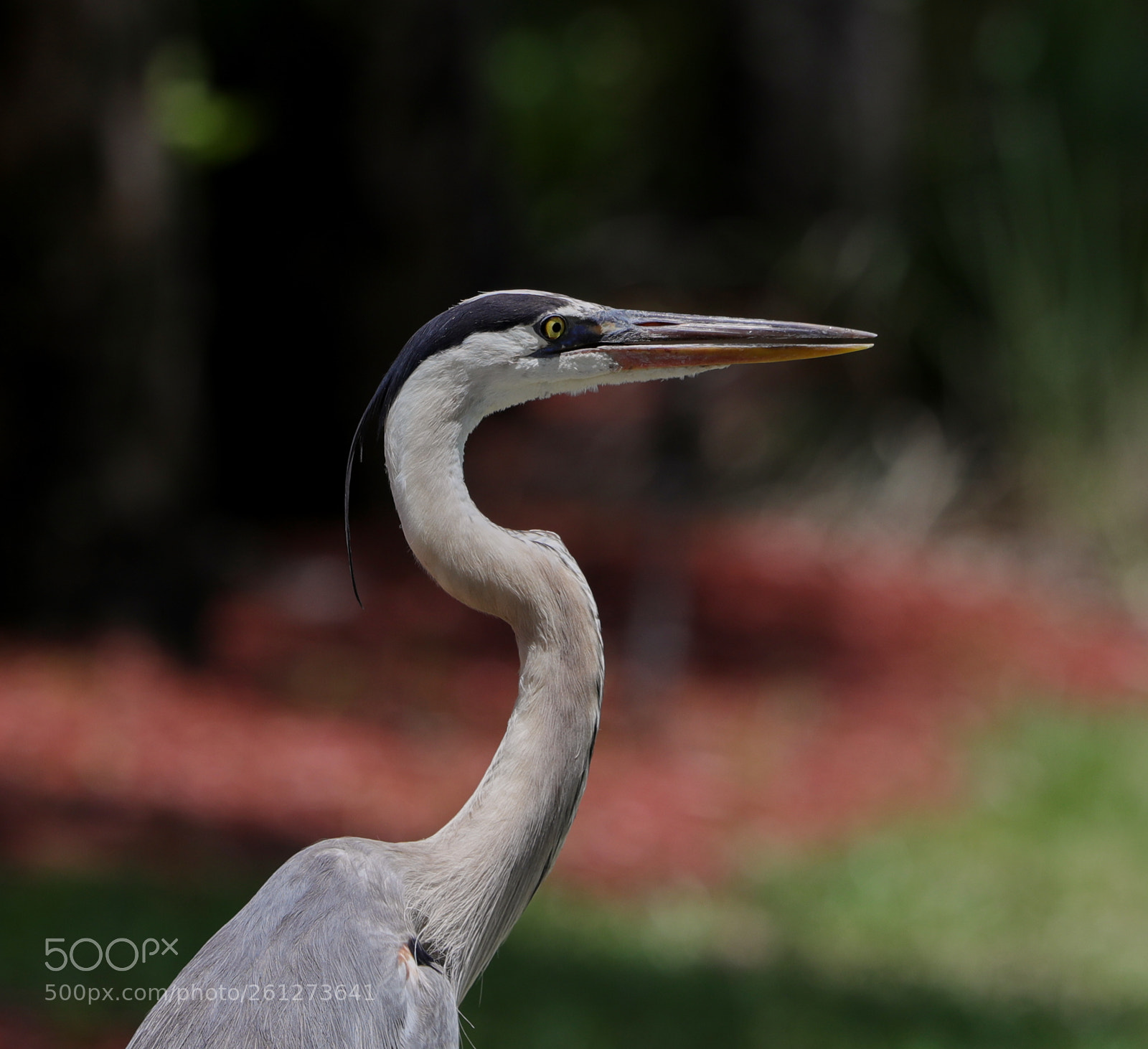Canon EOS-1D X Mark II sample photo. 06-07-18-0021588.jpg photography