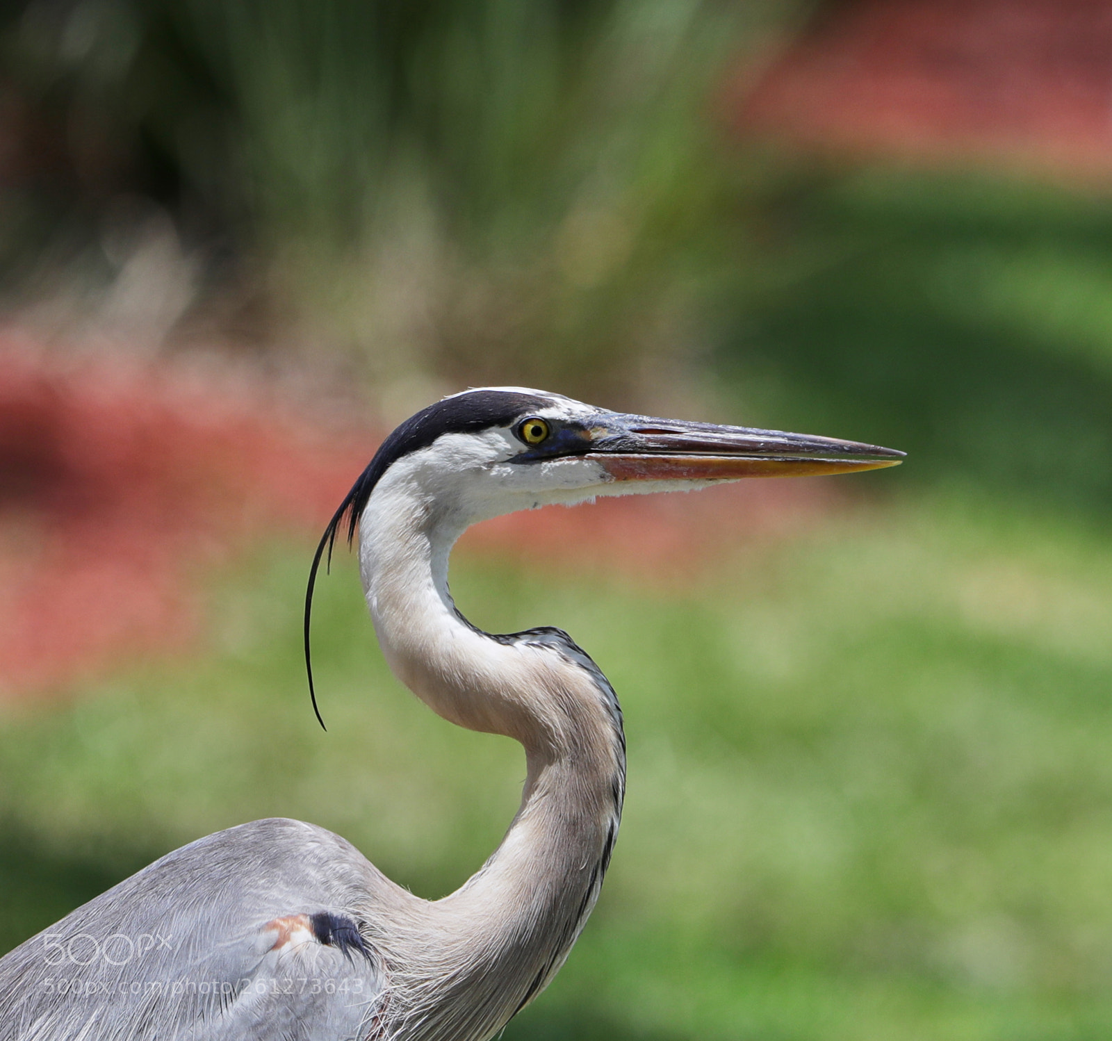 Canon EOS-1D X Mark II sample photo. 06-07-18-0021587.jpg photography