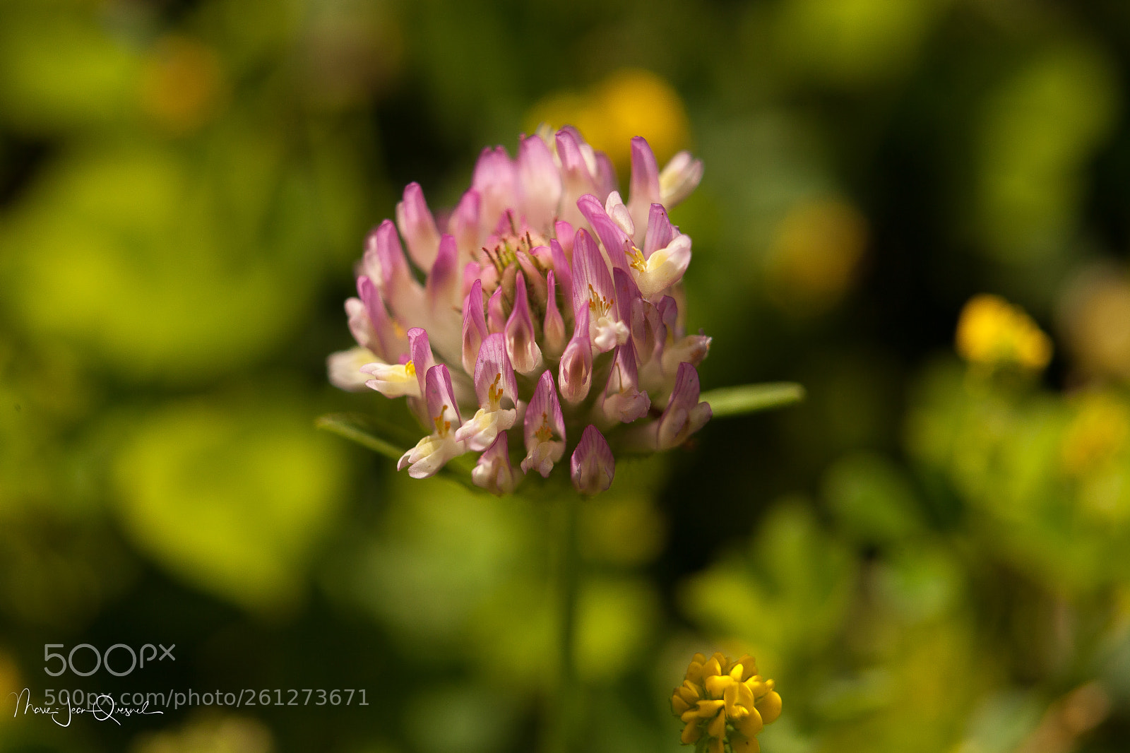 Canon EOS 5D Mark II sample photo. Fleur de tr fle photography