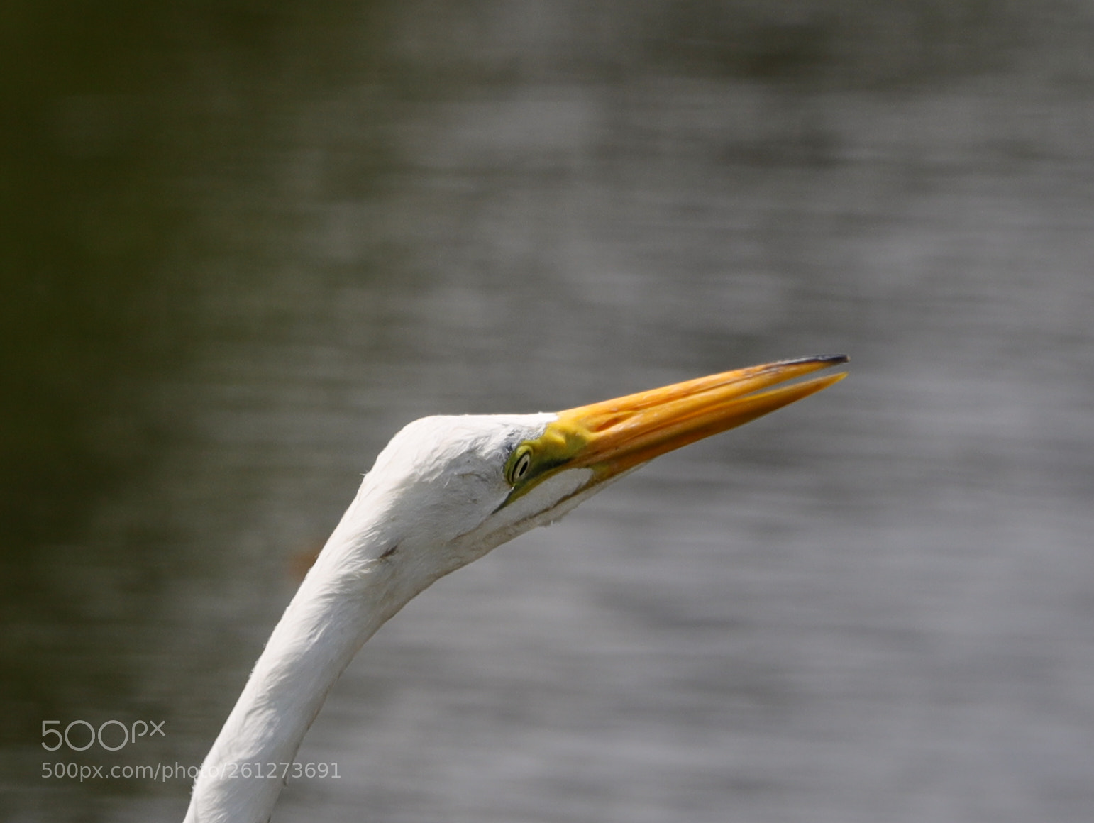 Canon EOS-1D X Mark II sample photo. 06-07-18-0021585.jpg photography