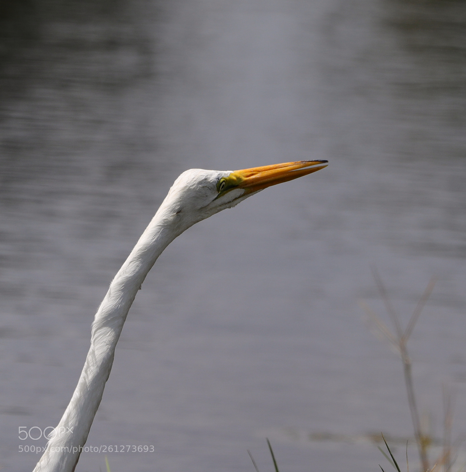 Canon EOS-1D X Mark II sample photo. 06-07-18-0021583.jpg photography
