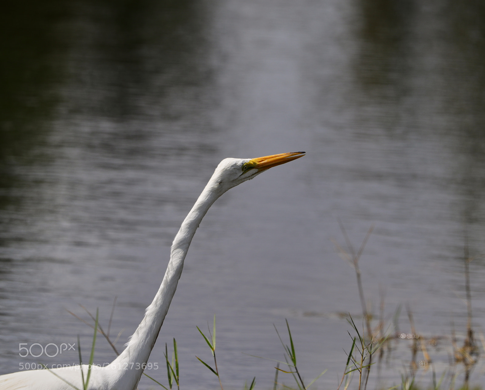 Canon EOS-1D X Mark II sample photo. 06-07-18-0021584.jpg photography