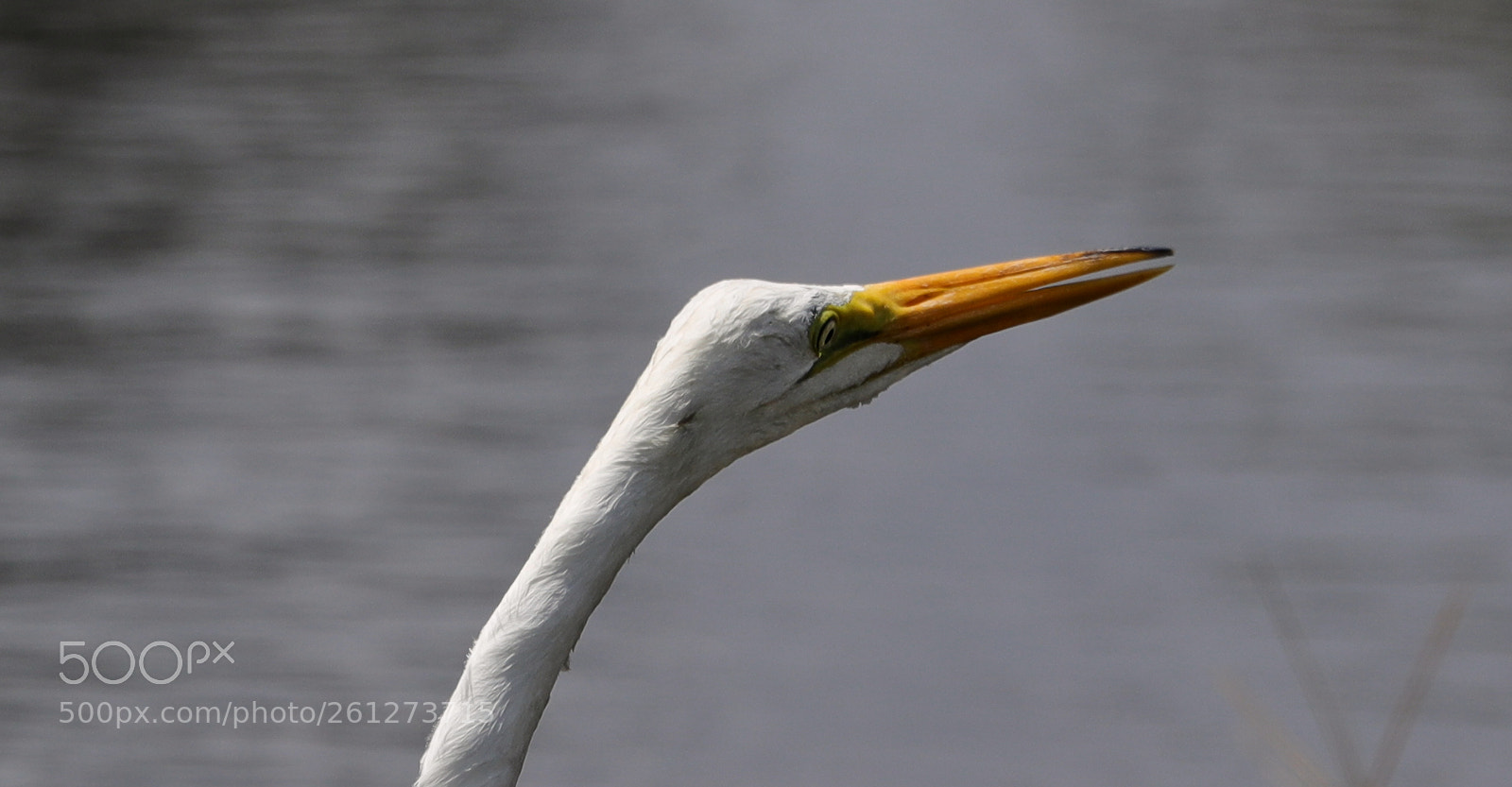 Canon EOS-1D X Mark II sample photo. 06-07-18-0021582.jpg photography