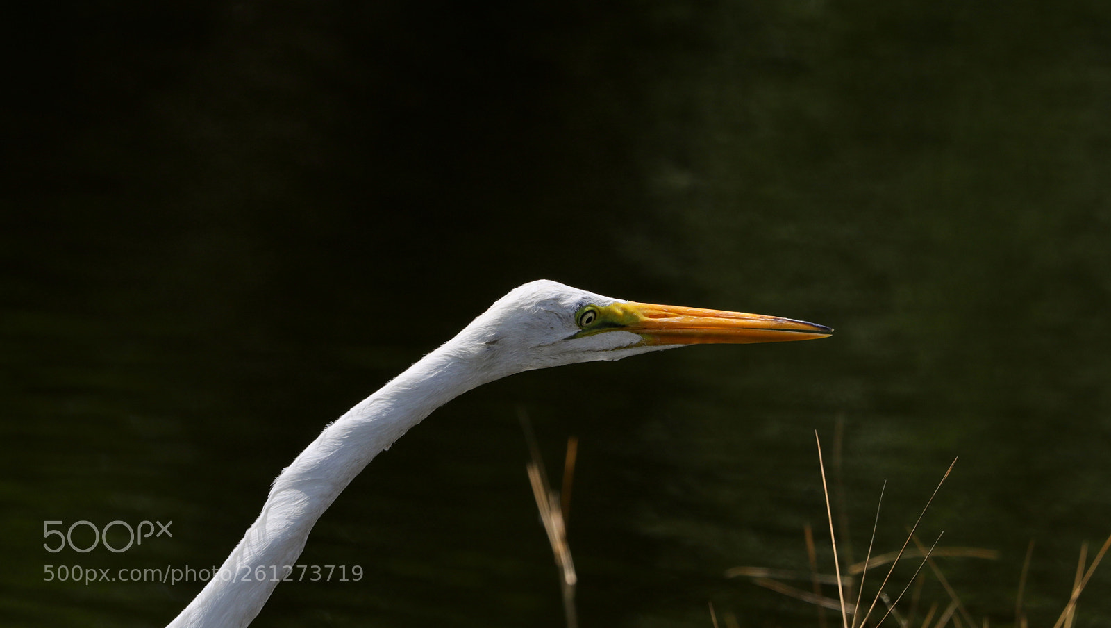 Canon EOS-1D X Mark II sample photo. 06-07-18-0021579.jpg photography