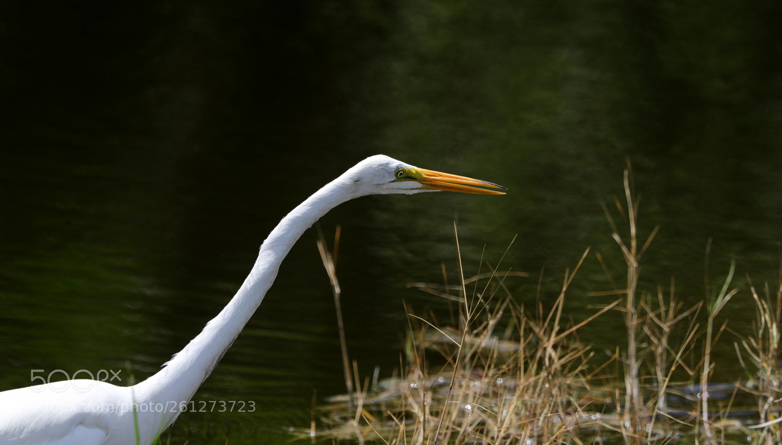 Canon EOS-1D X Mark II sample photo. 06-07-18-0021578.jpg photography