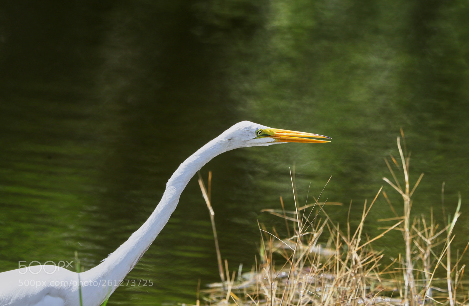 Canon EOS-1D X Mark II sample photo. 06-07-18-0021576 3.jpg photography