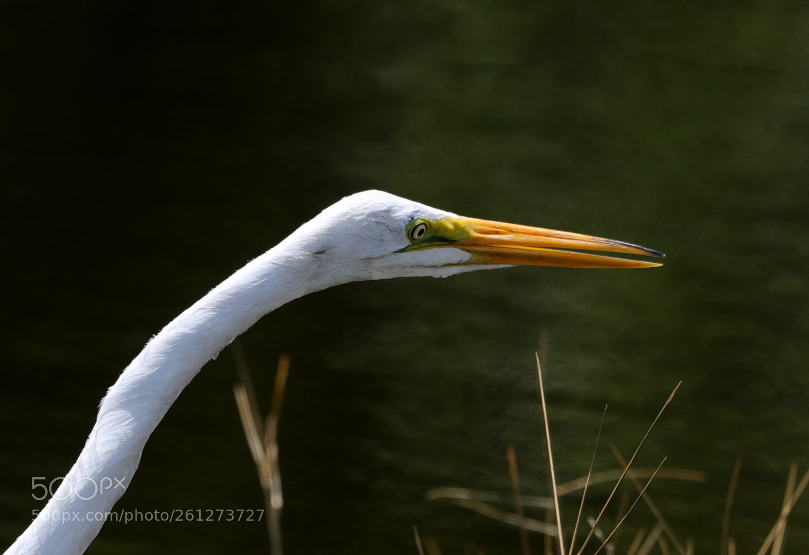 Canon EOS-1D X Mark II sample photo. 06-07-18-0021577.jpg photography