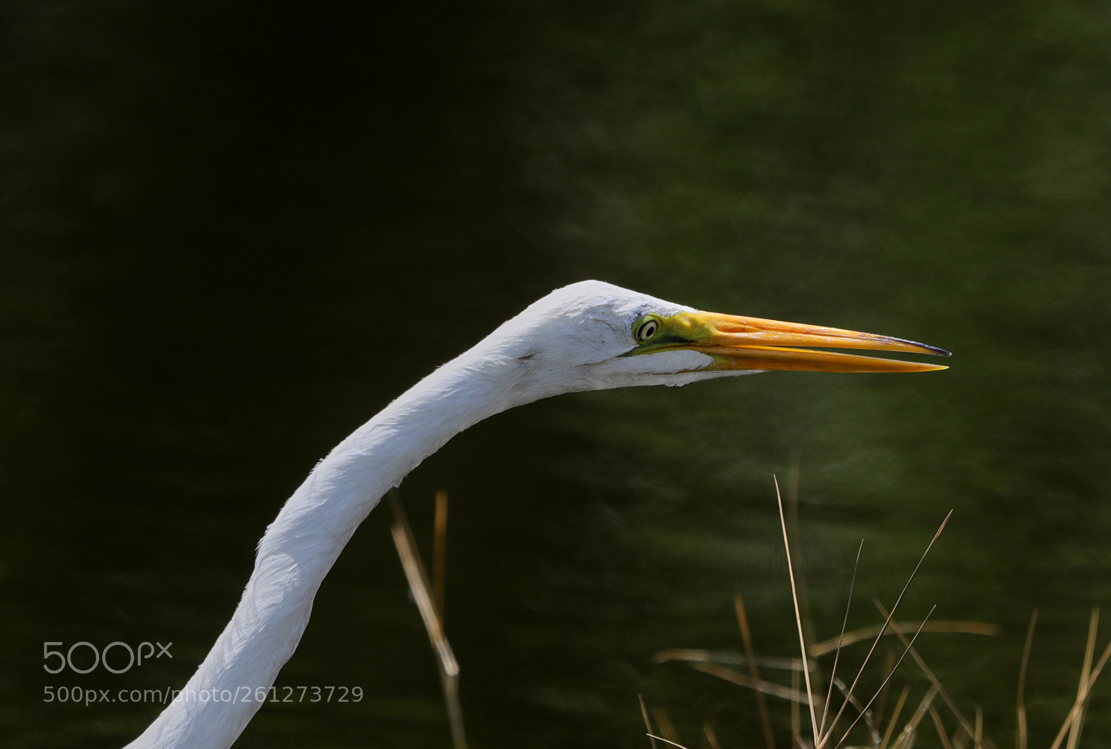 Canon EOS-1D X Mark II sample photo. 06-07-18-0021576 2.jpg photography