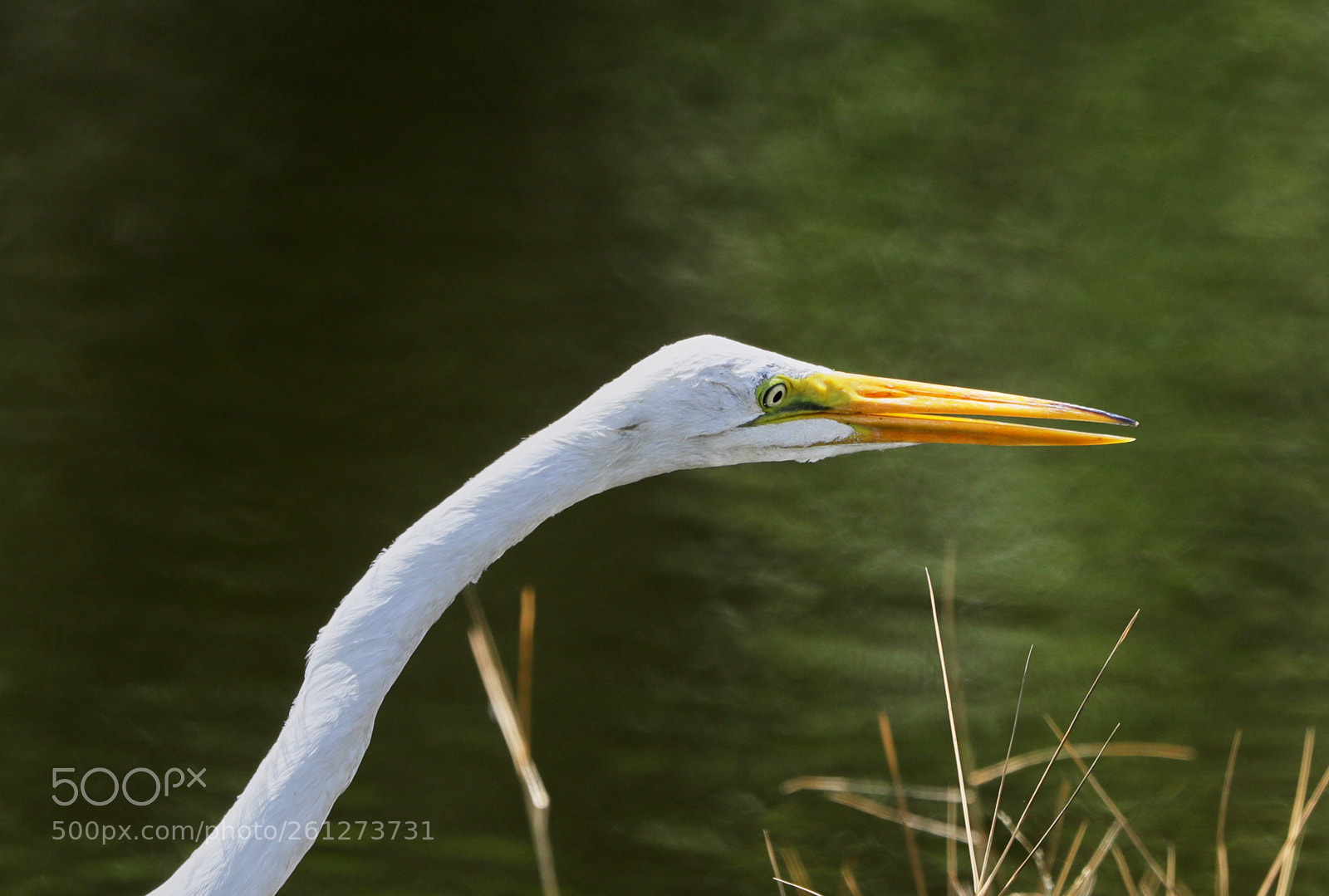 Canon EOS-1D X Mark II sample photo. 06-07-18-0021576 1.jpg photography