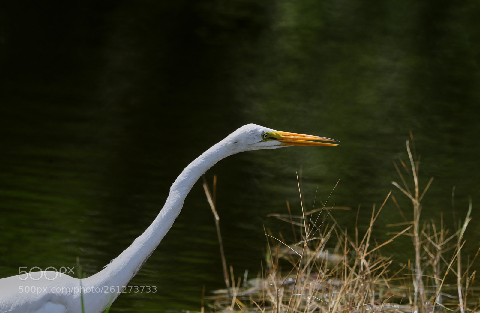 Canon EOS-1D X Mark II sample photo. 06-07-18-0021576.jpg photography