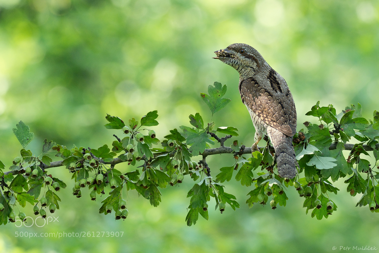 Nikon D7200 sample photo. Eurasian wryneck photography