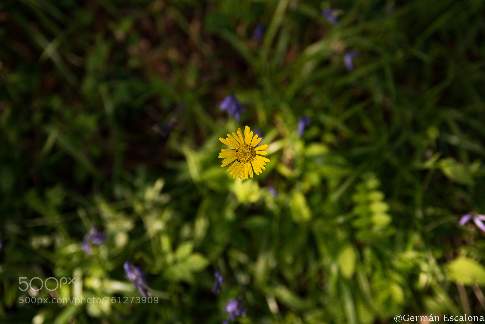 Nikon D750 sample photo. Untitled photography